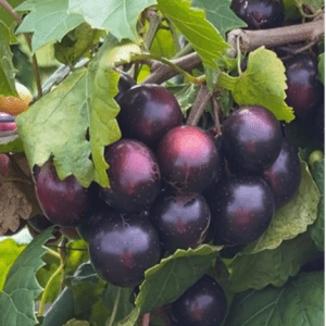 ‘Lane’ cultivar of muscadine grapes
