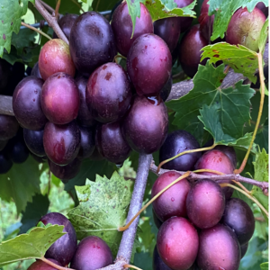 Berries from the ‘Paulk’ cultivar of muscadine grapes.