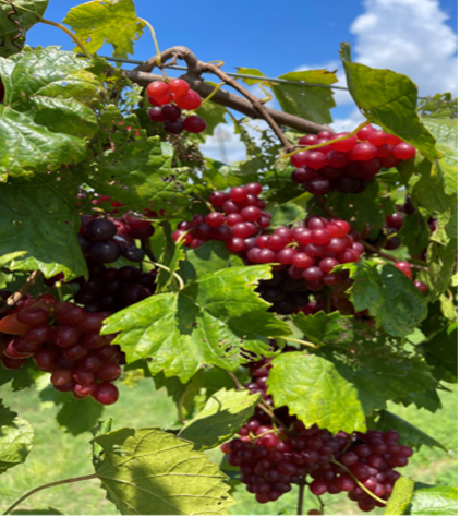 ‘Razzmatazz’ cultivar of seedless muscadine grapes
