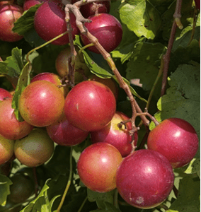 Berries from the ‘Ruby Crisp’ cultivar of muscadine grapes.