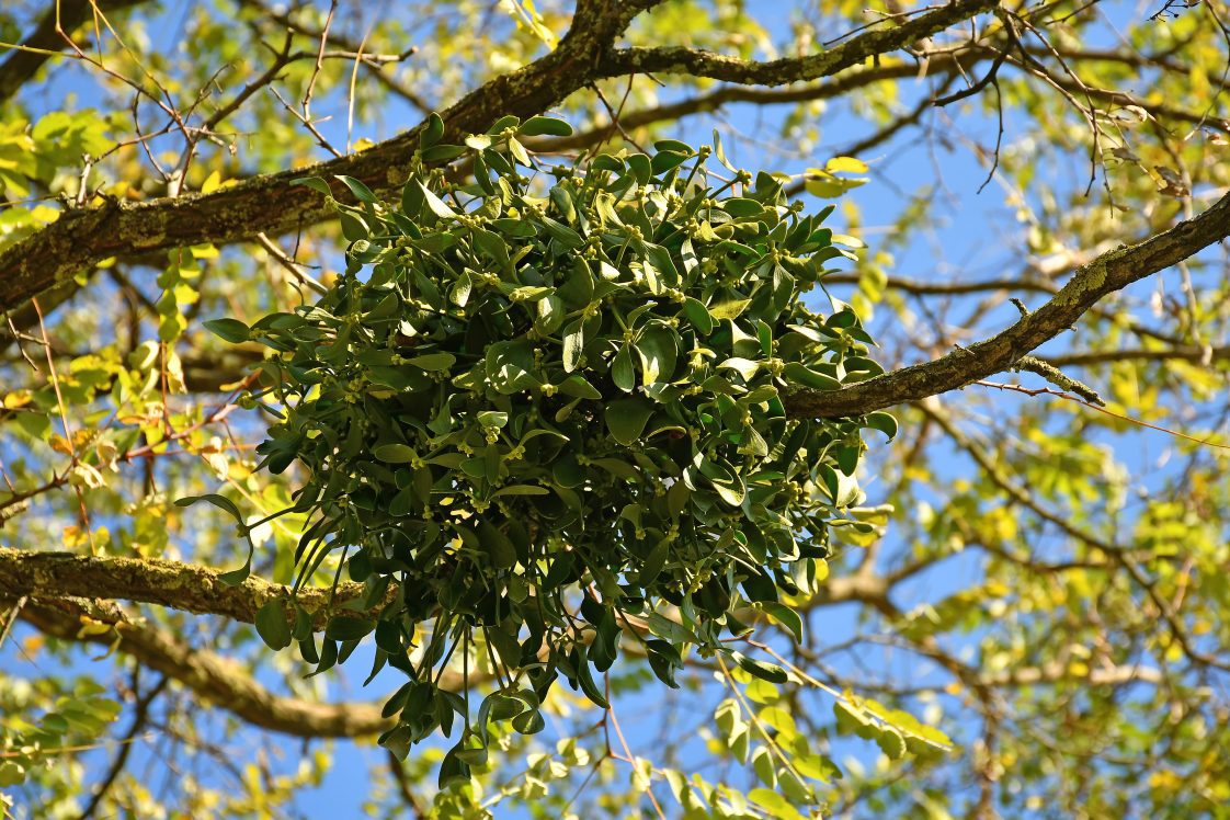Mistletoe on a hardwood tree branch.