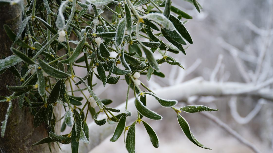 A mistletoe plant during a winter frost.