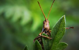 A grasshopper sitting on a leaf.