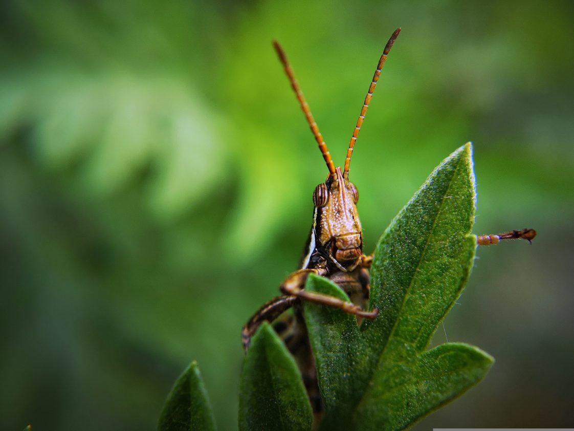 A grasshopper sitting on a leaf.