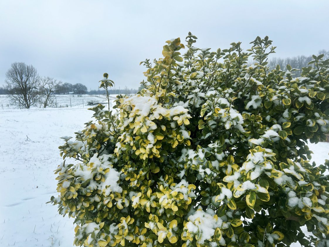 Snow-Covered Shrub