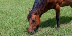 A dark-brown horse grazing a green pasture.