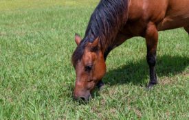 A dark-brown horse grazing a green pasture.