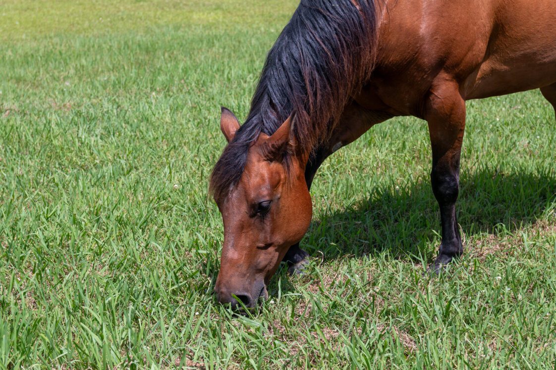 A dark-brown horse grazing a green pasture.