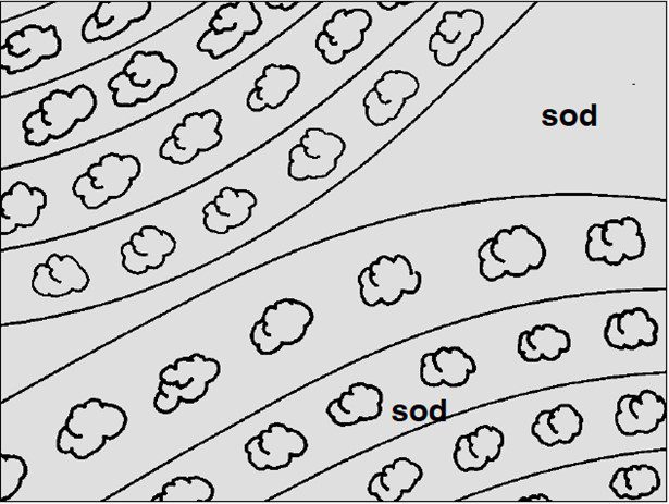 Figure 2. Contour planting using parallel rows or terraces should be used where soil erosion may be a problem.