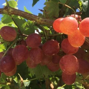 Figure 1b. ‘Victoria Red’ hybrid bunch grape