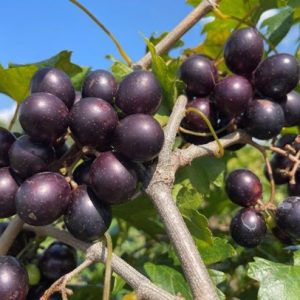Figure 1c. Muscadine