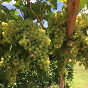 Figure 1d. Pierce’s disease–resistant predominantly Vitus vinifera grape