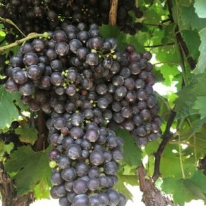 Figure 1e. Vitus vinifera grape Pierce’s disease resistant.