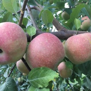 Figure 1f. ‘Aztec Fugi’ apple.