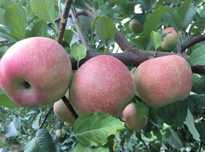 Figure 1f. ‘Aztec Fugi’ apple.