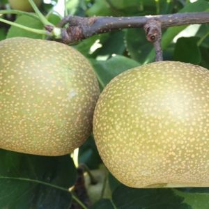 Figure 1g. Asian pear.