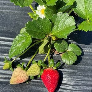 Figure 1l. Strawberry