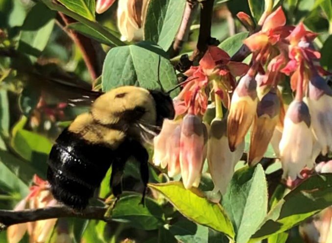 Figure 1. Insects, especially bees, are essential pollinators of most fruit plants, such as rabbiteye blueberries.