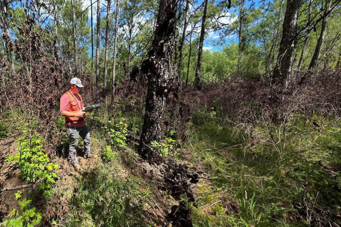 A male forester standing in a forest with a clipboard.