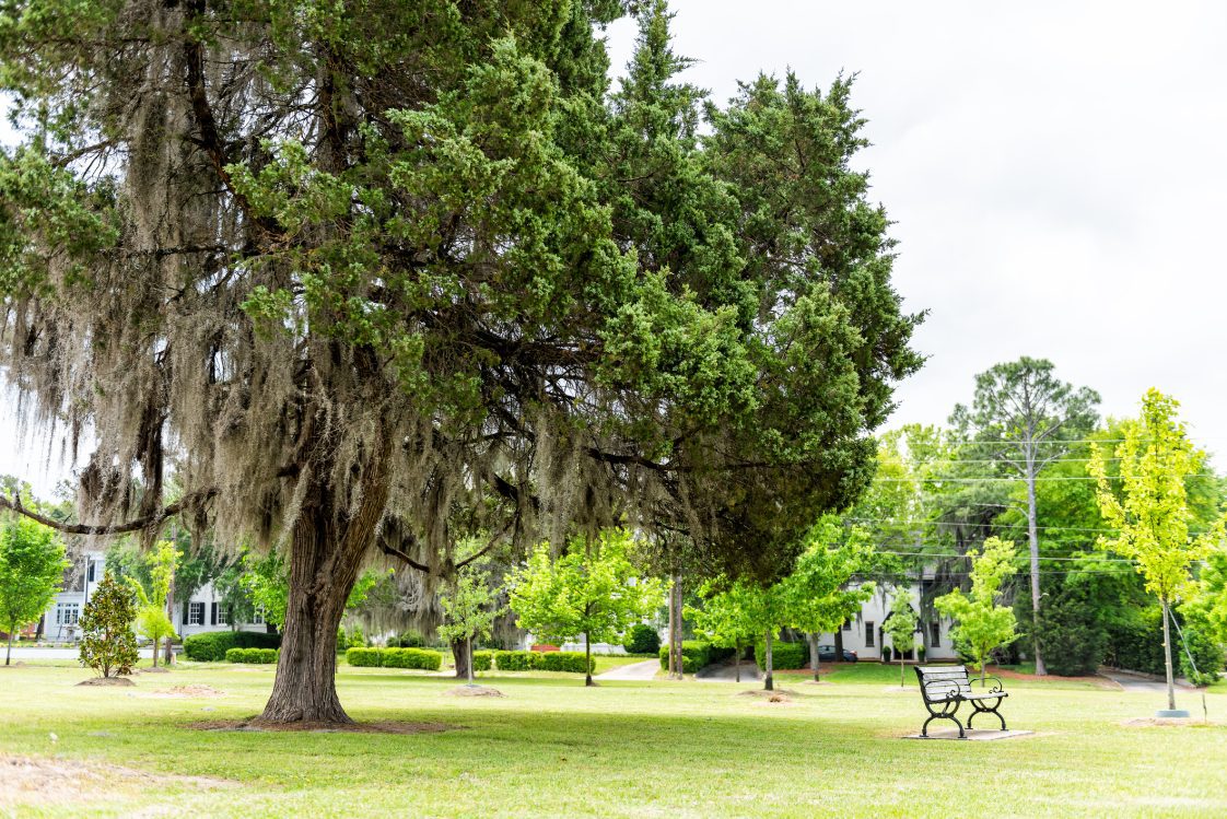 LeGrande park in Montgomery, USA during green spring in Alabama capital city during sunny day with large tree, bench, residential houses