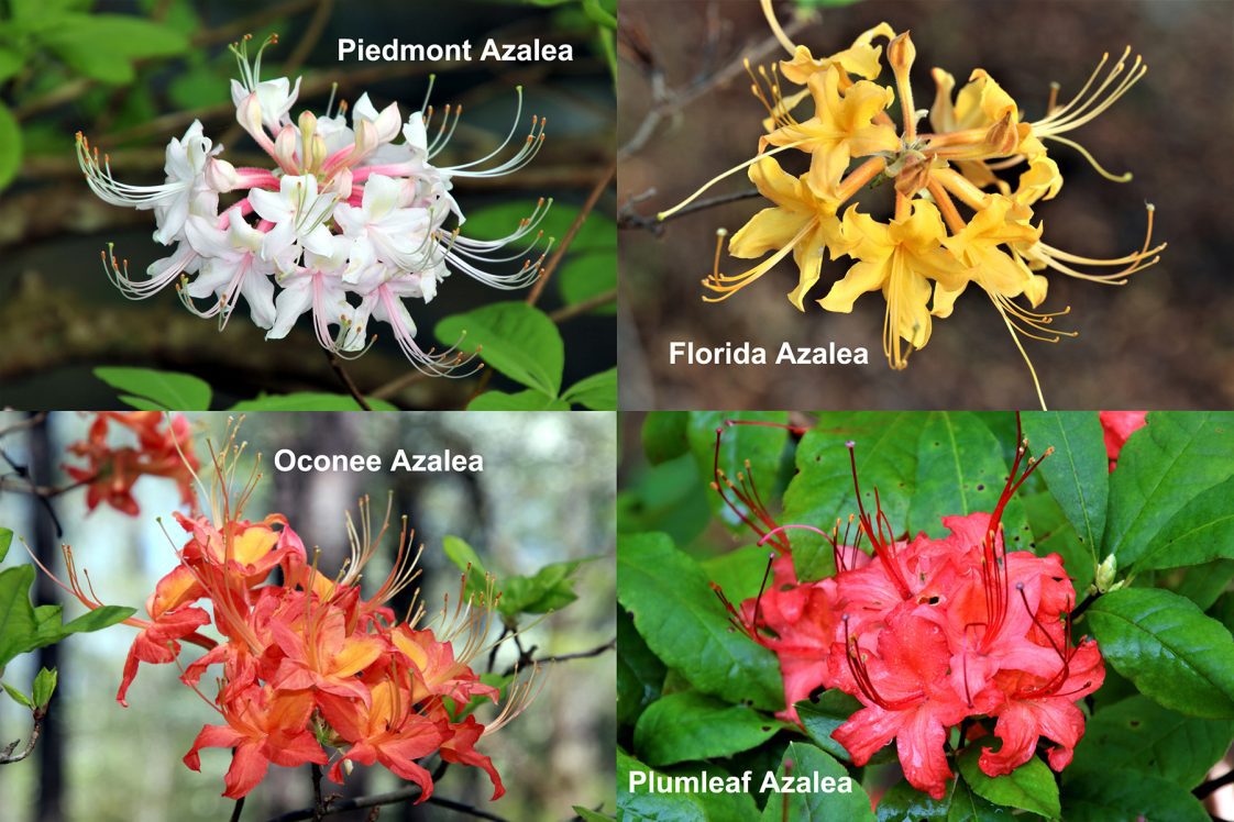 A collage of native azaleas including Piedmont, Florida, Oconee, and Plumleaf.