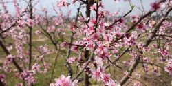 Peach blossoms in an orchard.