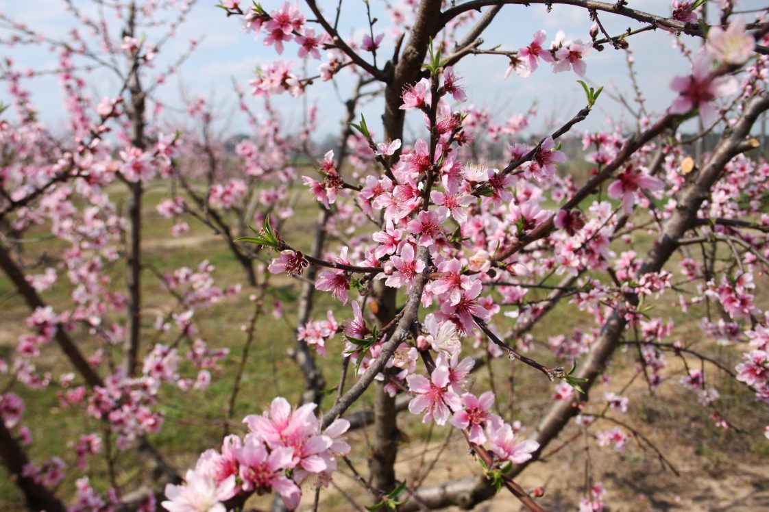 Peach blossoms in an orchard.
