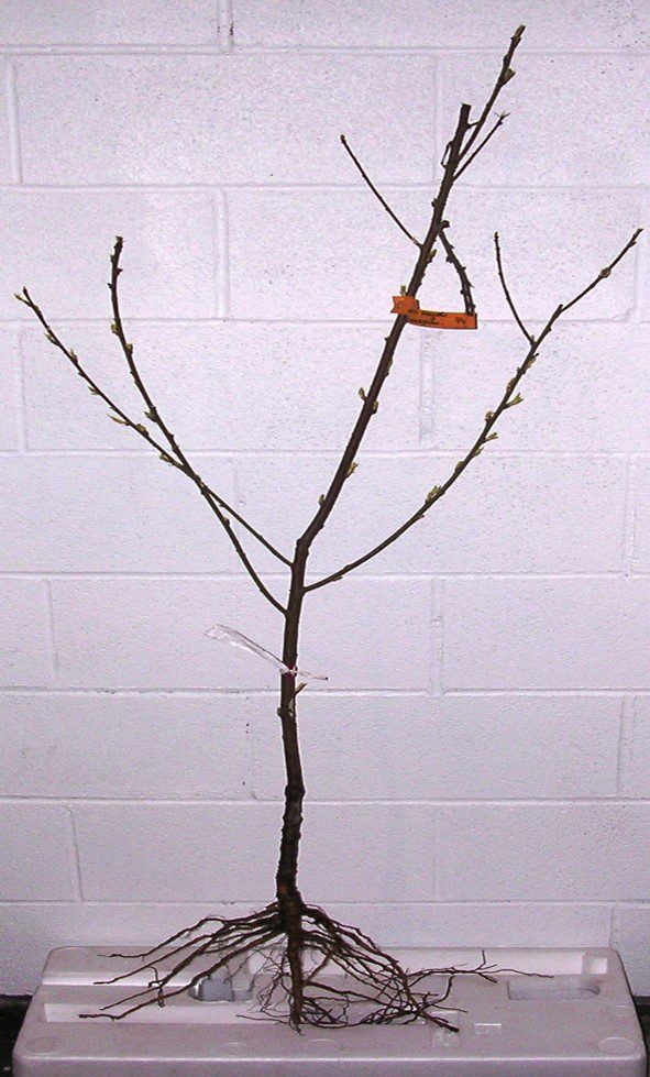 Figure 1. Well-developed 21⁄2- to 4-foot peach trees are recommended for planting. (Photo credit: Greg Reighard, Clemson University)