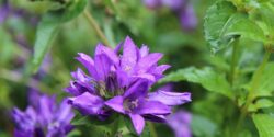 A closeup of a purple perennial flower.