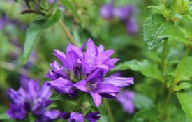 A closeup of a purple perennial flower.