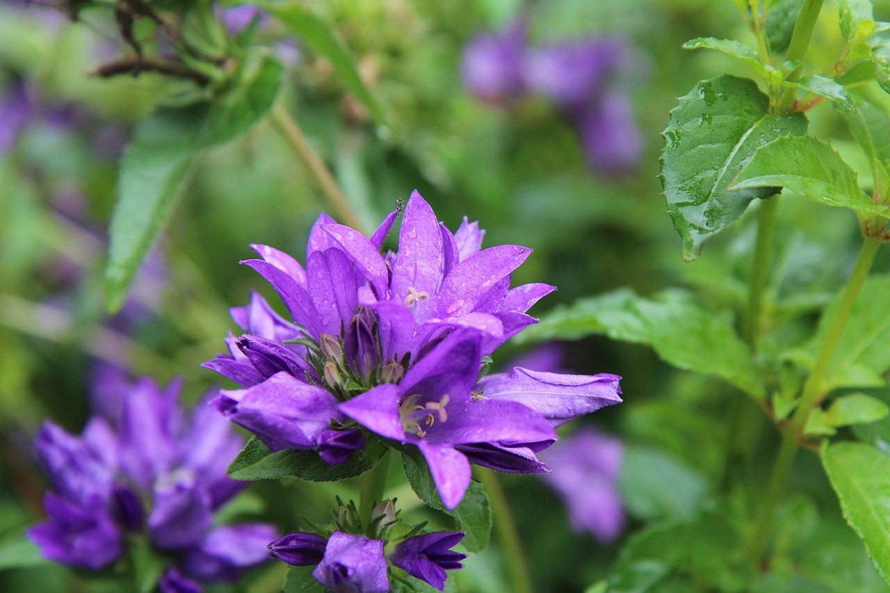 A closeup of a purple perennial flower.