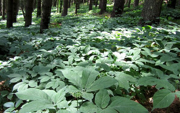 Figure 1. Forest farming ginseng.