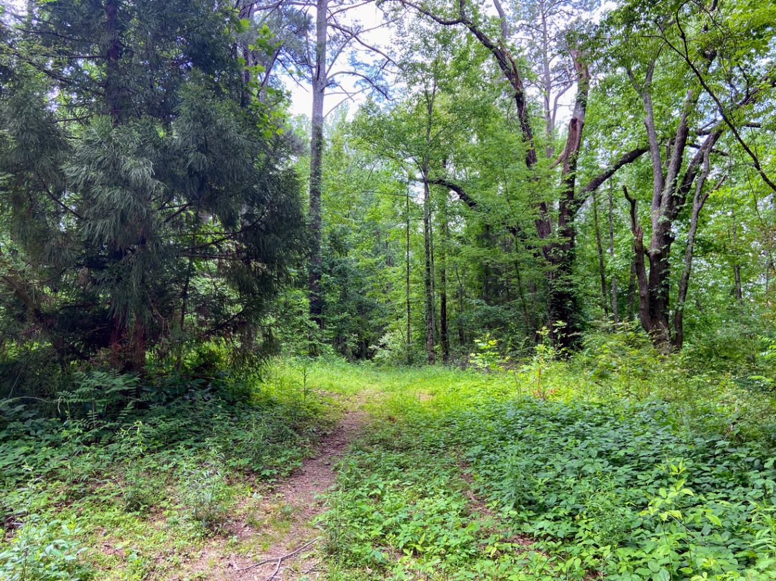 A forest in Anniston, Alabama.