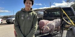 boy standing next to two pigs in a crate in the back of a truck