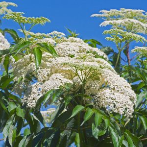 Figure 1. American elderberry in flower