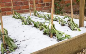 A garden damaged from a freeze.