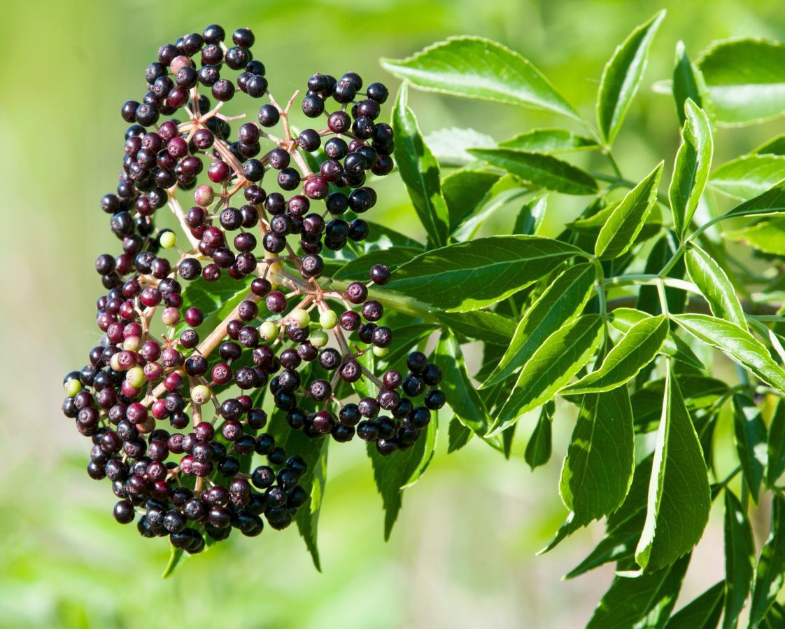 Figure 5b. Elderberries