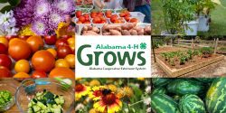 The Alabama 4-H Grows logo on a photo collage of flowers, vegetables, fruits, bees, and other garden items.