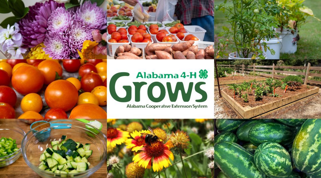 The Alabama 4-H Grows logo on a photo collage of flowers, vegetables, fruits, bees, and other garden items.