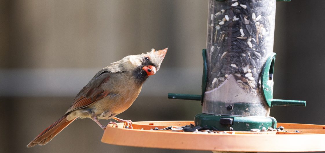 Female cardinal feeding at a bird feeder, backyard birding
