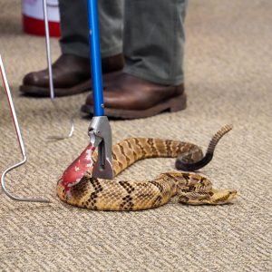 Snake tongs being used for snake handling practice.