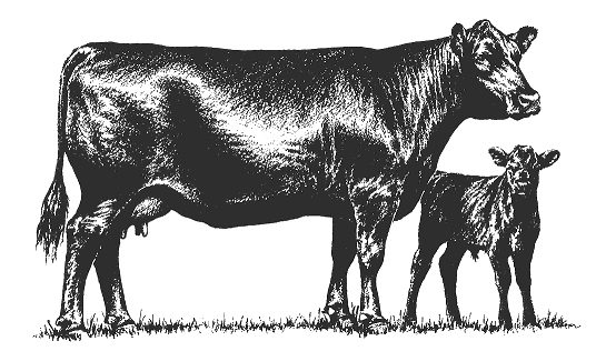 An illustrated cow and calf pair.