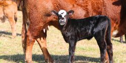A black baldy calf standing beside its hereford mother.