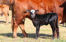 A black baldy calf standing beside its hereford mother.