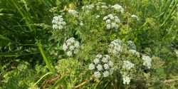 A poison hemlock plant in its flowering stage