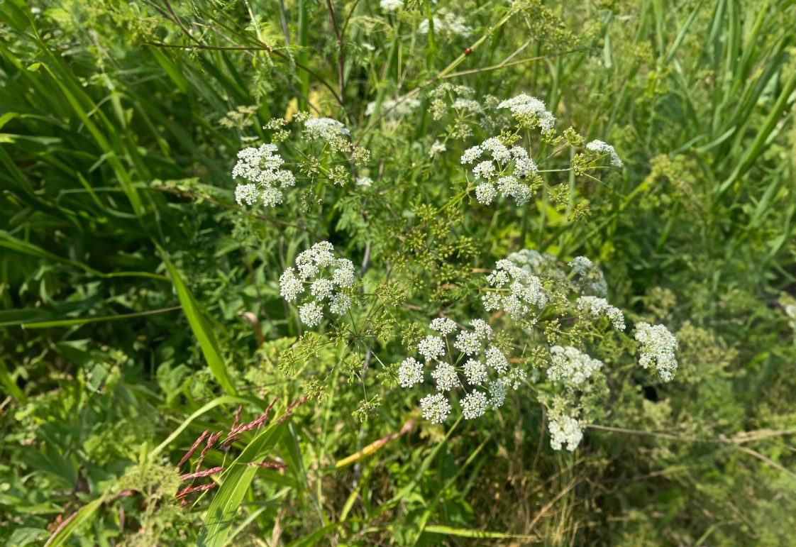 A poison hemlock plant in its flowering stage