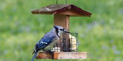 blue jay