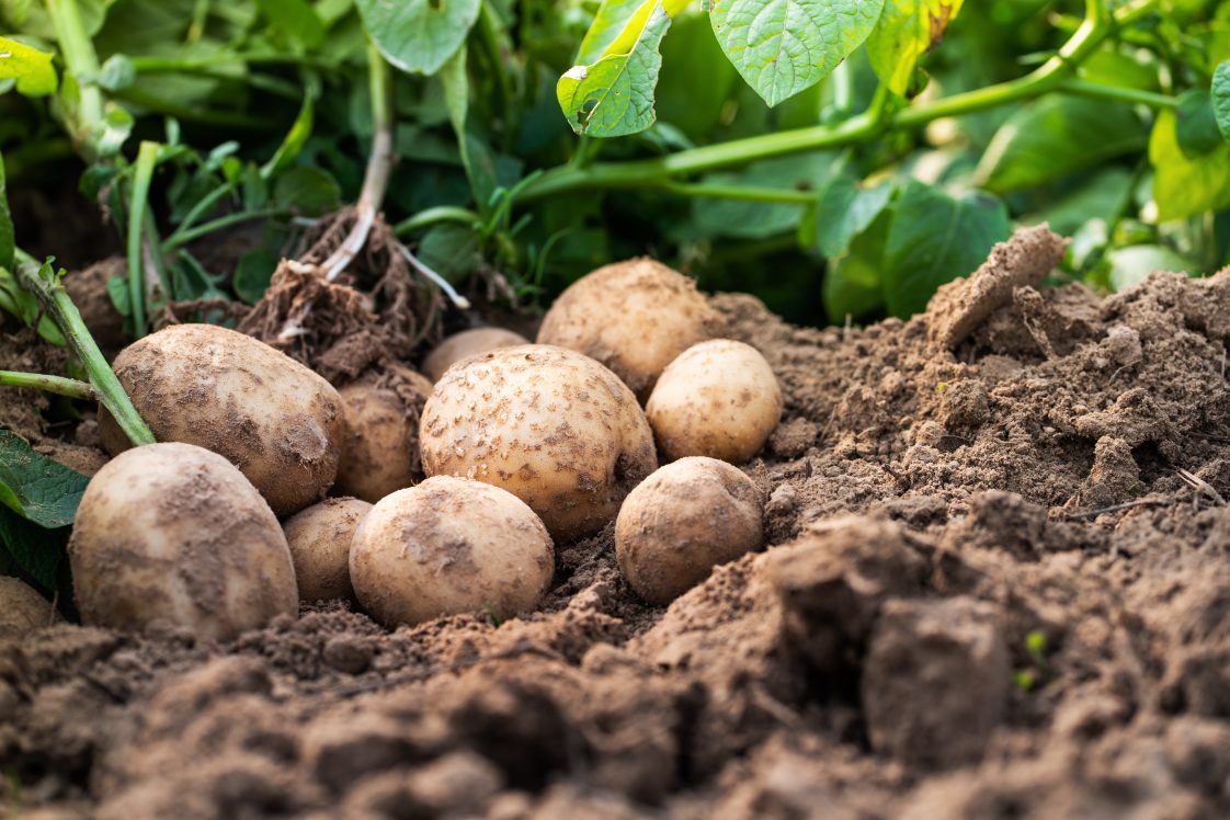 Irish Potatoes in the dirt