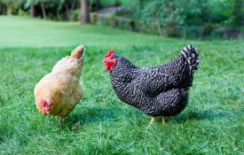 Two backyard chickens standing on a green lawn.