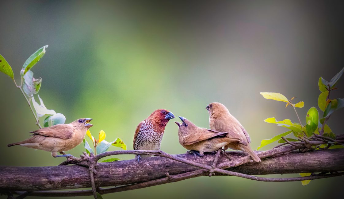 Scaly-breasted munia with chicks. 